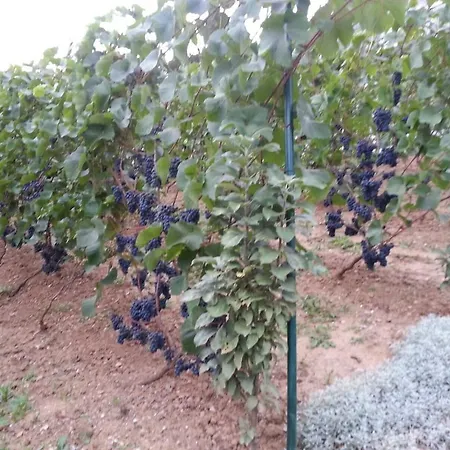 Idyllisches Wohnen Weinberg Bad Kissingen