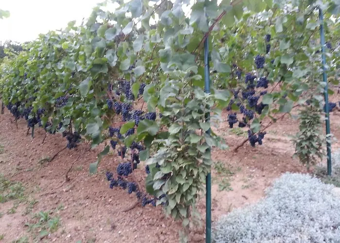 Idyllisches Wohnen Weinberg Bad Kissingen